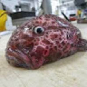 Meet your Posher, Bob